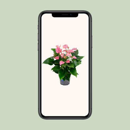 Anthurium KARMA Joli - Ø17cm - ↕55cm - Pflanzfix24