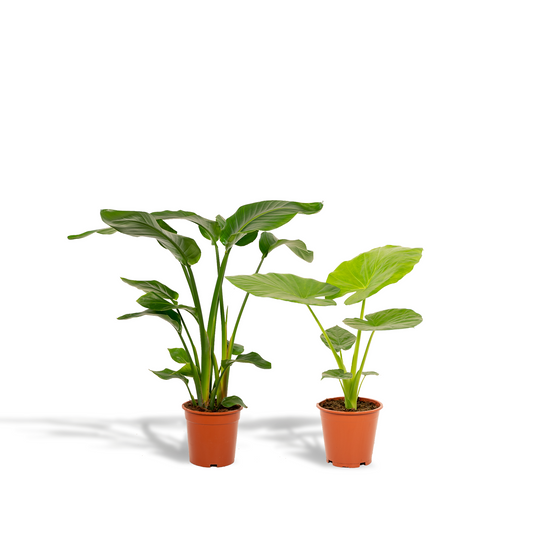 Strelitzia & Alocasia Zimmerpflanzen-Set 85cm – Pflanzfix24.de - Pflanzfix24.de