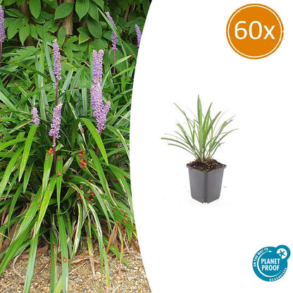 60x Liriope muscari 'Ingwersen' - ↕10-25cm - Ø9cm - Pflanzfix24.de - Pflanzfix24.de