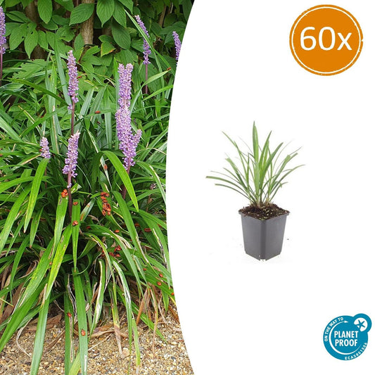 60x Liriope muscari 'Ingwersen' - ↕10-25cm - Ø9cm - Pflanzfix24.de - Pflanzfix24.de