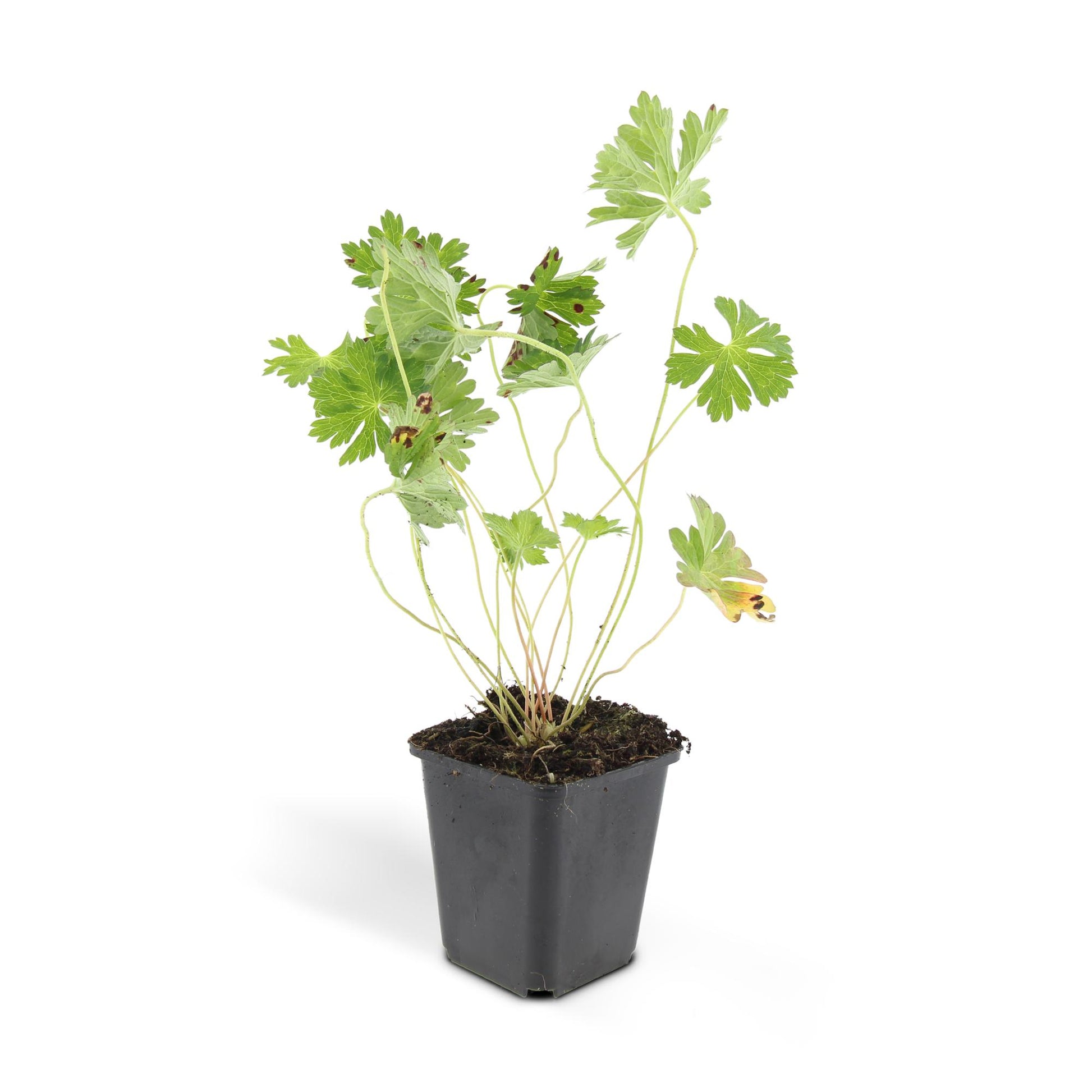 12x Geranium Rozanne – langblühender Bodendecker in Lila | Pflanzfix24.de - Pflanzfix24.de