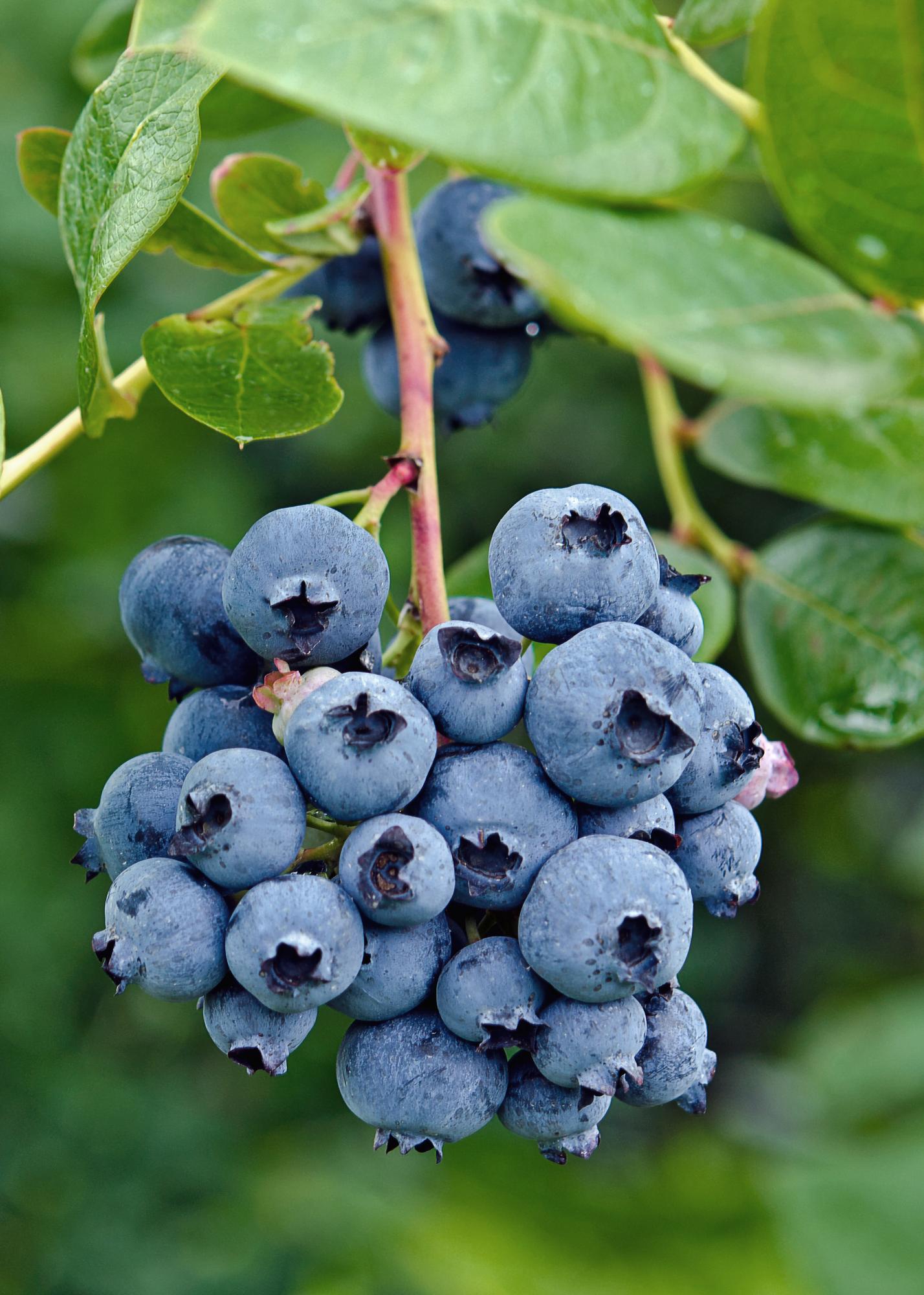 Vaccinium corymbosum 'Reka' - Ø13cm - ↕45cm bei Pflanzfix24