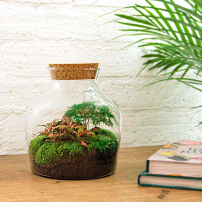 Flaschengarten - Little Joe - DIY Terrarium Set - Pflanzfix24.de - Pflanzfix24.de
