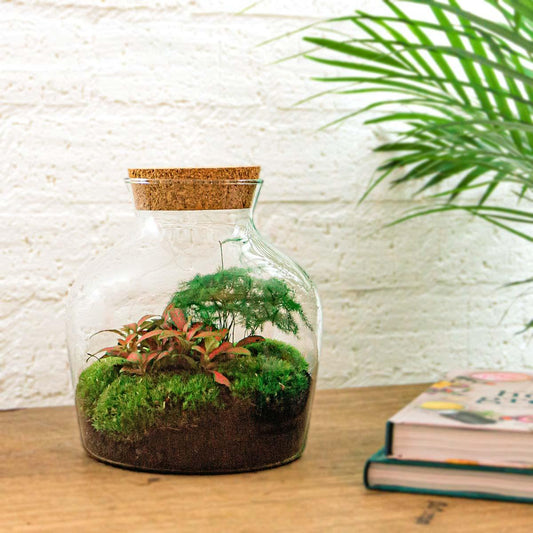 Flaschengarten - Little Joe - DIY Terrarium Set - Pflanzfix24.de - Pflanzfix24.de