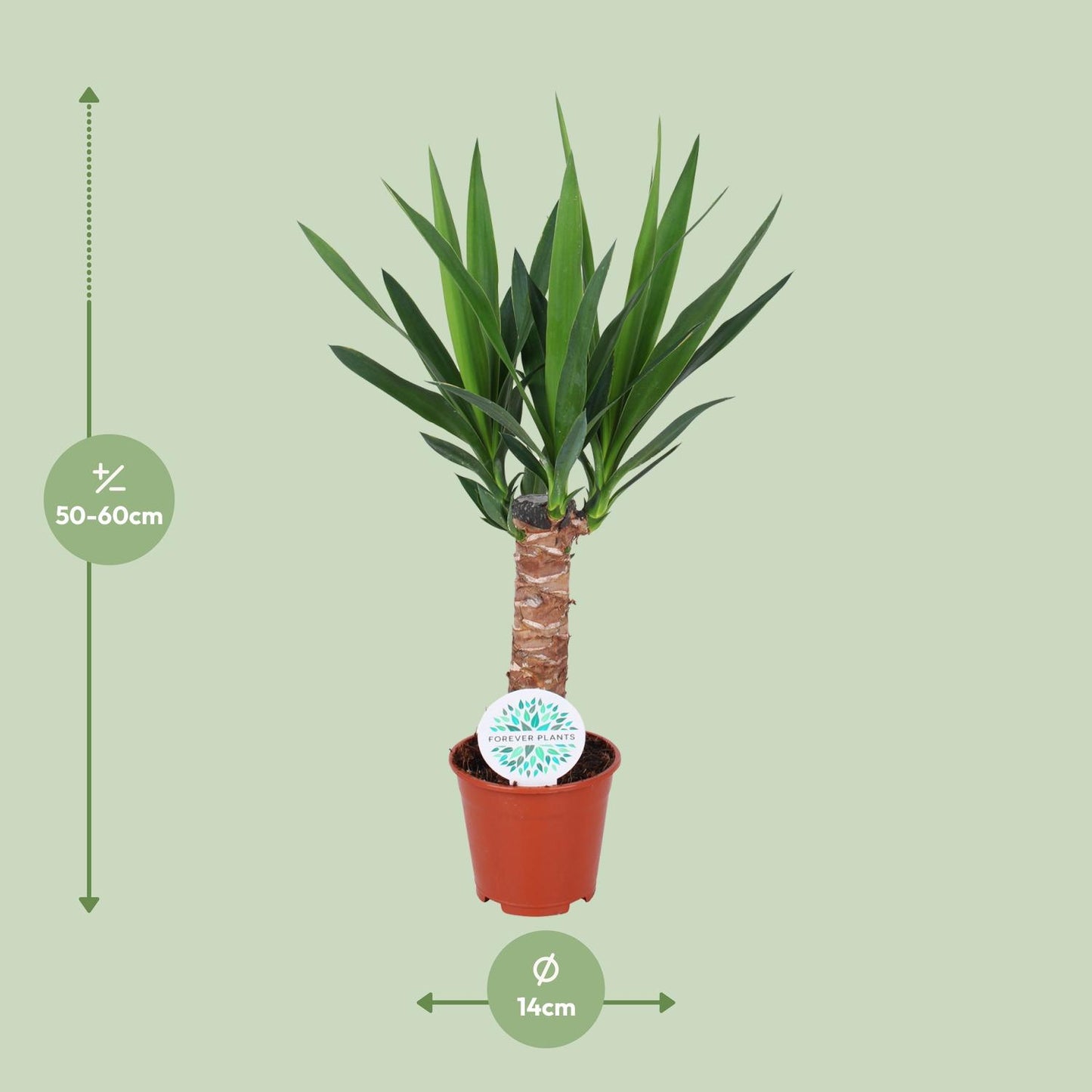 Yucca Elephantipes - Pflanzfix24