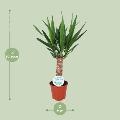 Yucca Elephantipes - Pflanzfix24