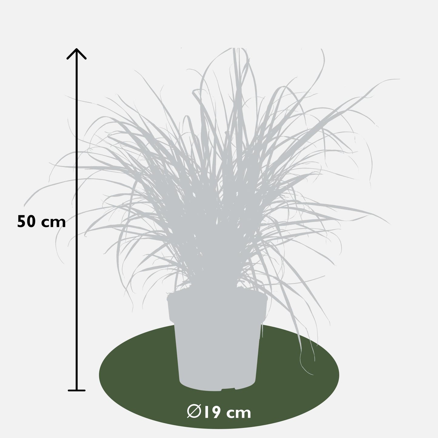 Pennisetum x advena 'Summer Samba' - Ø19cm - ↕50cm - Pflanzfix24