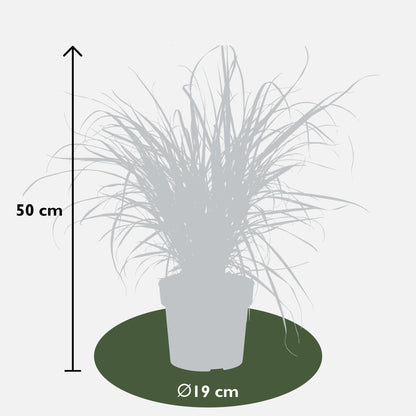 Pennisetum x advena 'Summer Samba' - Ø19cm - ↕50cm - Pflanzfix24