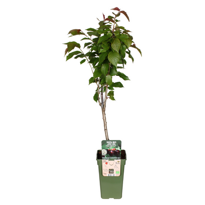 Prunus Avium Regina - Kers - Ø19cm - ↕60cm - Pflanzfix24