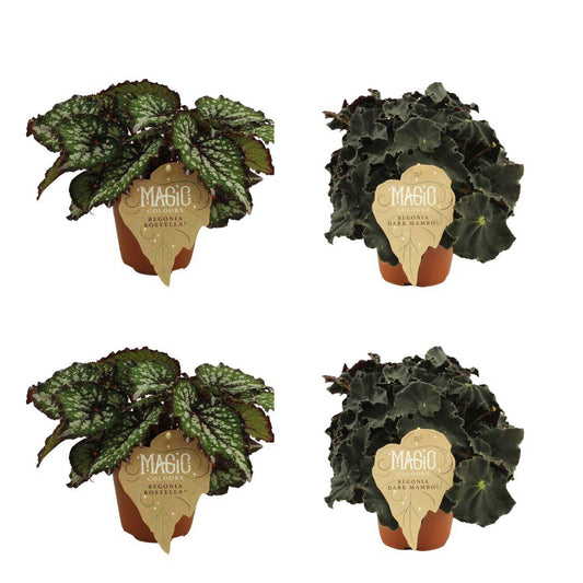2x Begonia Rex Bostella + 2x Begonia Rex Dark Mambo - 4 Stück - Ø12cm - ↕25cm - Pflanzfix24