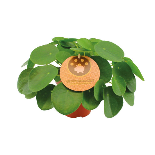 Pilea Peperomioides Ø15cm, 30cm Höhe – Zimmerpflanze | Pflanzfix24.de - Pflanzfix24.de