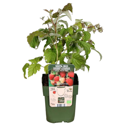BIO Obstpflanzen-Set 5er Mix „Früchte-Oase“ – Pflanzfix24.de - Pflanzfix24.de