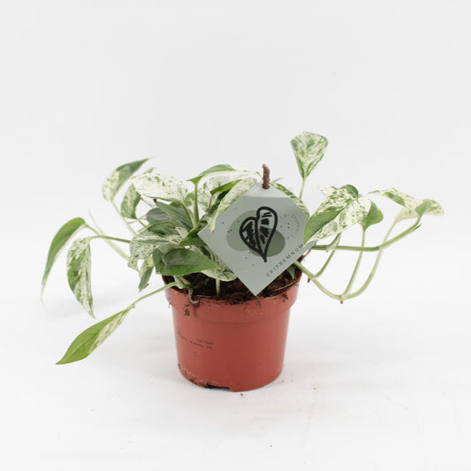 Epipremnum Marble Variegata - Ø12cm - ↕20cm - Pflanzfix24
