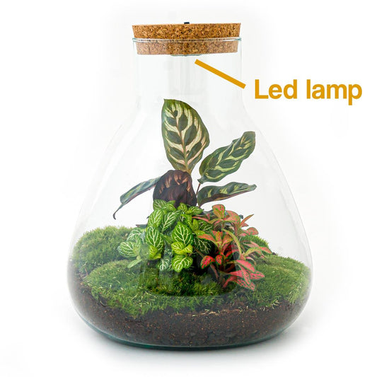 Flaschengarten - Sam Calathea mit Lampe - ↕ 30 cm - Rake + Shovel + Tweezer + Scissors - Pflanzfix24.de - Pflanzfix24.de