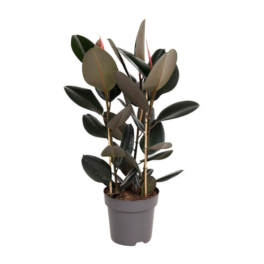 Ficus Elastica Abidjan - Ø27cm - ↕90cm - Pflanzfix24