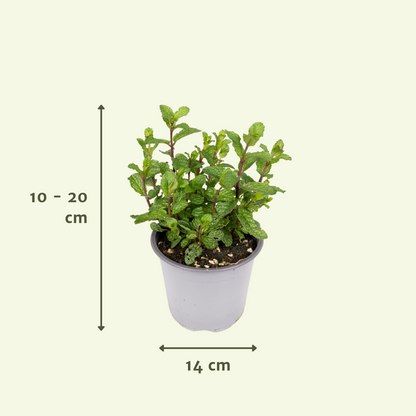 Gartenkräutermischung 4er Set Ø14cm – Frische Kräuter | Pflanzfix24.de - Pflanzfix24.de