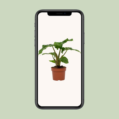 Alocasia Low Rider 12cm - Ø12cm - ↕30cm - Pflanzfix24