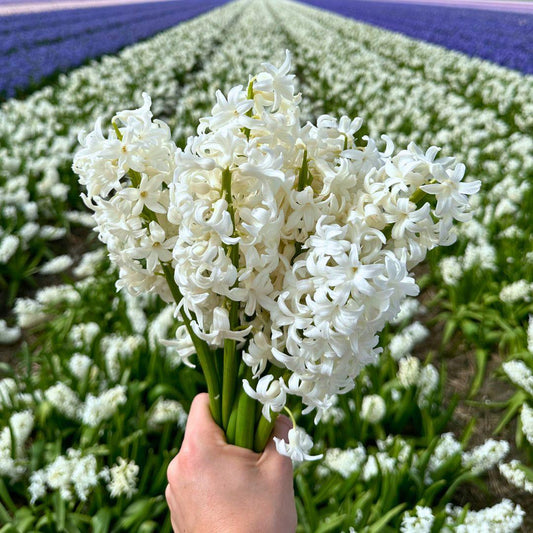 Pflanzfix24 - Hyazinthe 'Louvre' - 10 Blumenzwiebeln - Größe 14/15