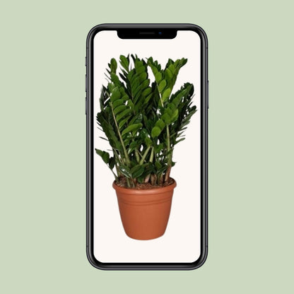 Zamioculcas Zamiifolia - Ø37cm - ↕110cm - Pflanzfix24