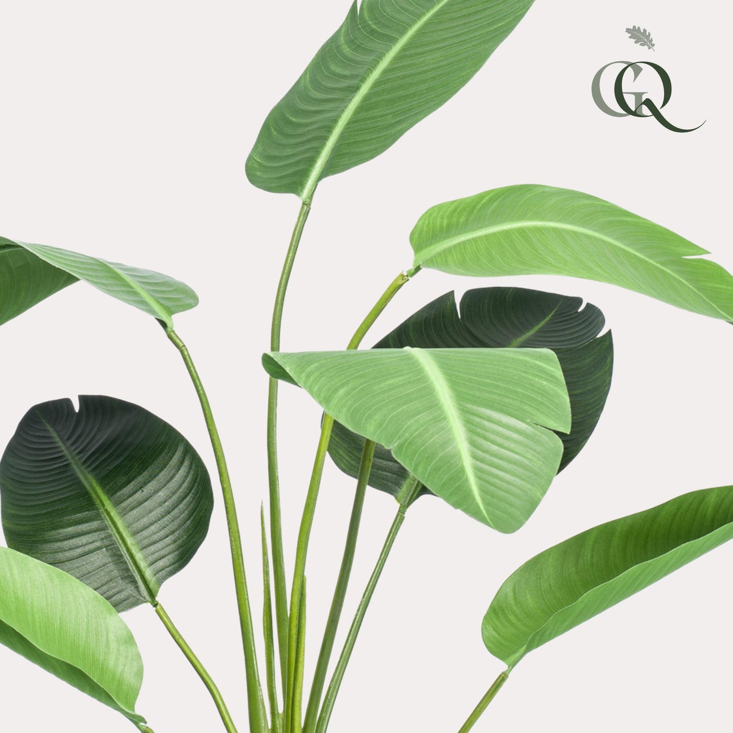 Kunstpflanze Strelitzia Nicolai 120 cm – Paradiesvogelblume | Pflanzfix24.de - Pflanzfix24.de