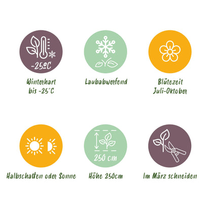 Pflanzfix24 - Rispenhortensie - Hydrangea panniculata Wims Red - 1 Pflanze - Laubabwerfend
