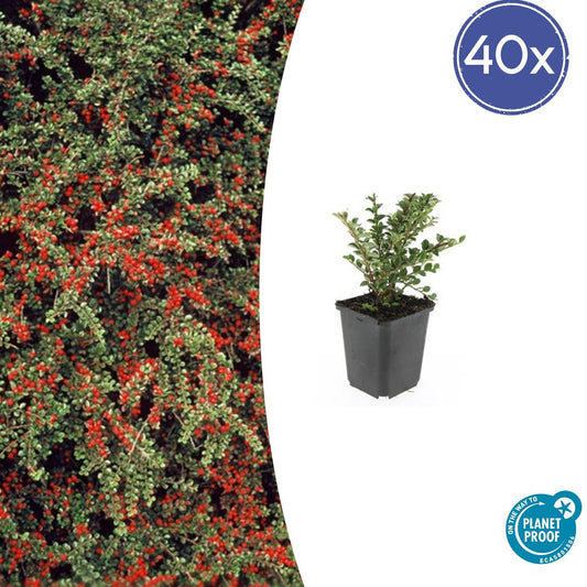 40x Cotoneaster horizontalis - ↕10-25cm - Ø9cm - Pflanzfix24
