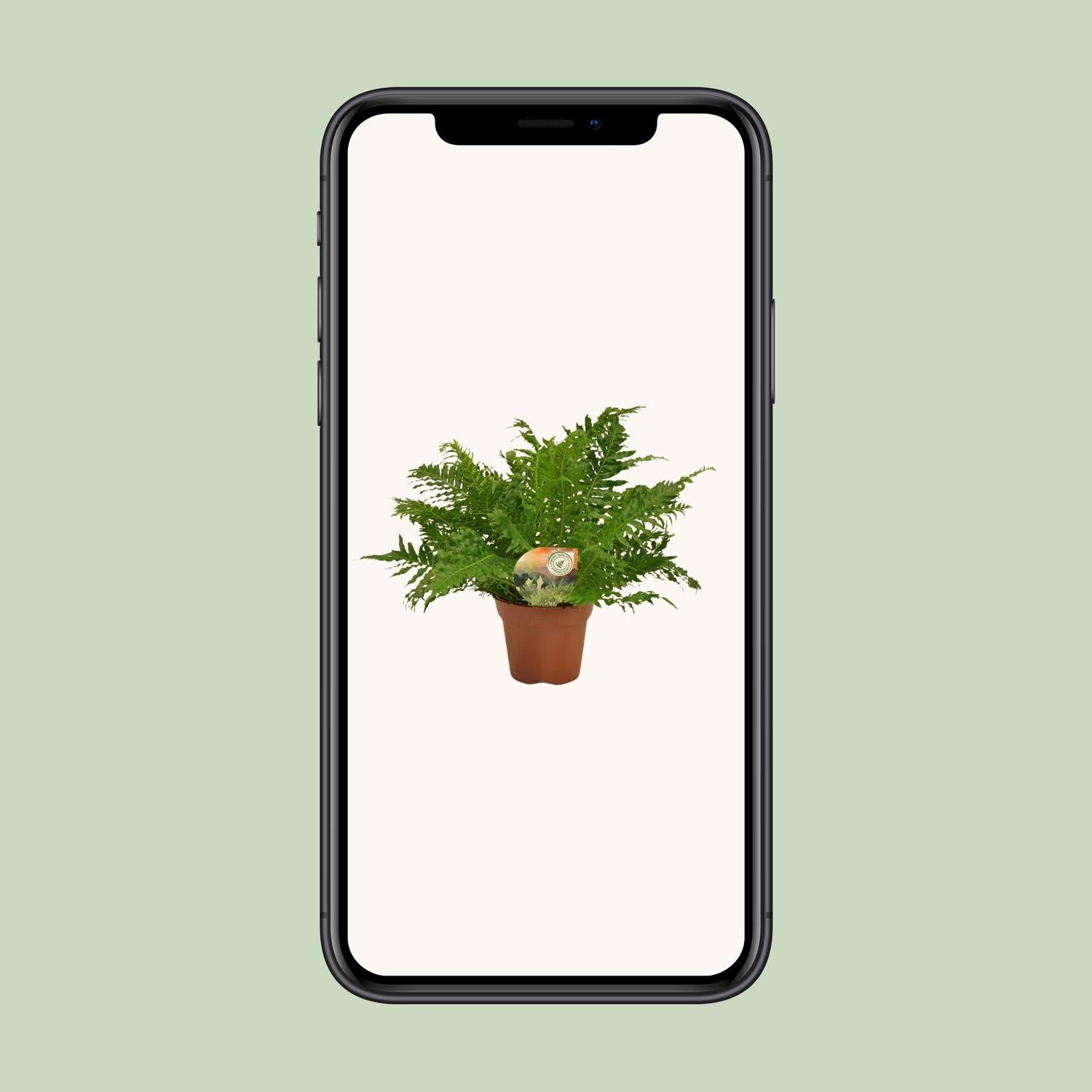 Blechnum Silver Lady - Ø17cm - ↕50cm - Pflanzfix24.de - Pflanzfix24.de