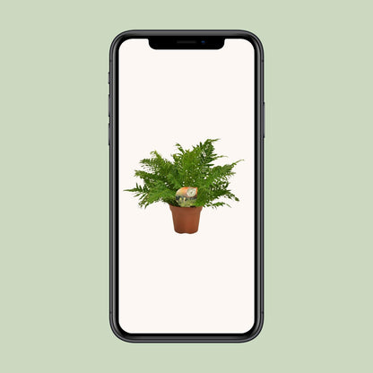 Blechnum Silver Lady - Ø17cm - ↕50cm - Pflanzfix24.de - Pflanzfix24.de