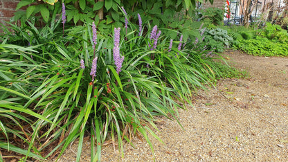 12x Liriope muscari 'Ingwersen' Bodendecker 10-25cm – Pflanzfix24.de - Pflanzfix24.de