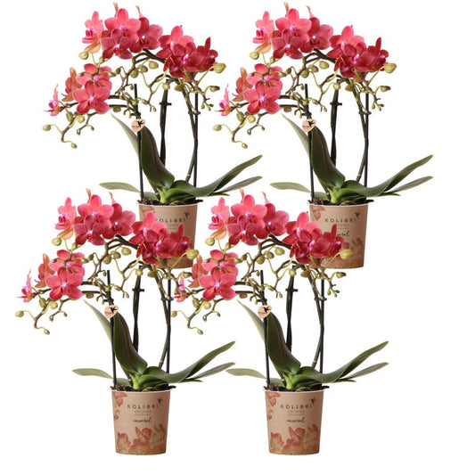 4er Set Phalaenopsis Kongo Rot – Combi Deal Ø9cm | Pflanzfix24.de - Pflanzfix24.de