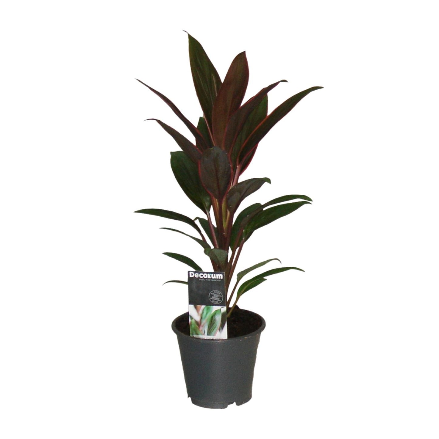 Cordyline Rumba - Ø12cm - ↕40cm - Pflanzfix24