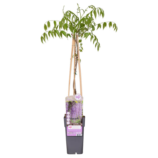 Wisteria floribunda 'Naga Noda' Purpurner Regen 65cm | Pflanzfix24.de - Pflanzfix24.de