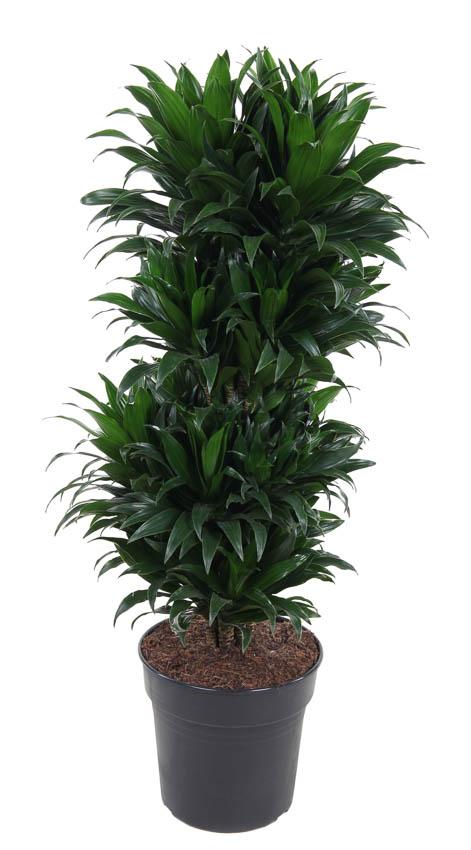 Dracaena Compacta Vertakt P27 – 100cm | Pflanzfix24