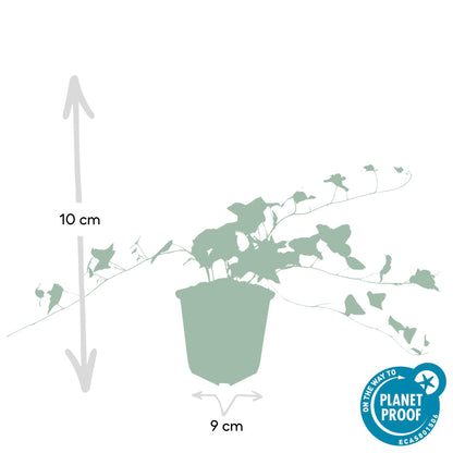 20x Efeu 'Glacier' Hedera helix von Pflanzfix24.de - ↕10-25cm - Ø9cm - Pflanzfix24.de