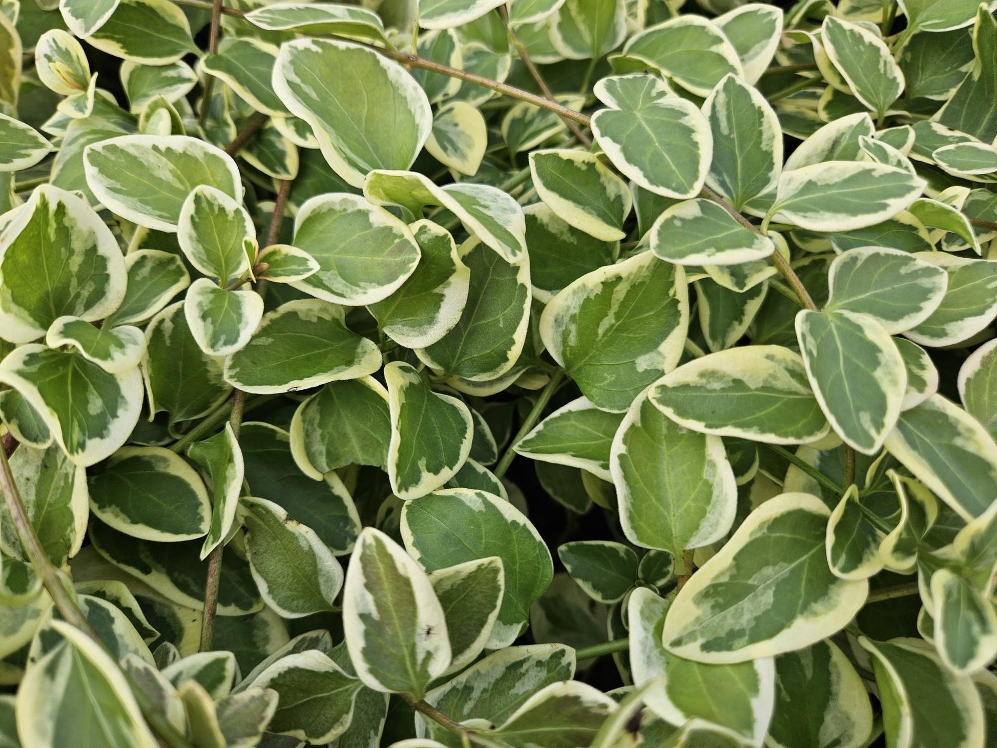 20x Vinca major 'Variegata' - ↕10-25cm - Ø9cm - Pflanzfix24.de - Pflanzfix24.de