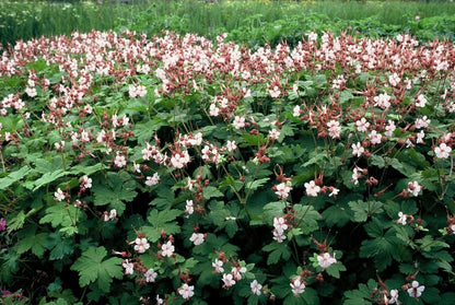 20x Geranium macr. 'Spessart' - pflanzfix24
