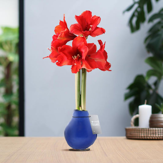 No Water Flowers® (wax amaryllis) | Waxz® Colours - Blue + Red flower - Pflanzfix24
