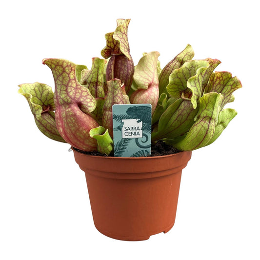 Sarracenia Purpurea - Ø12cm - ↕20cm bei Pflanzfix24