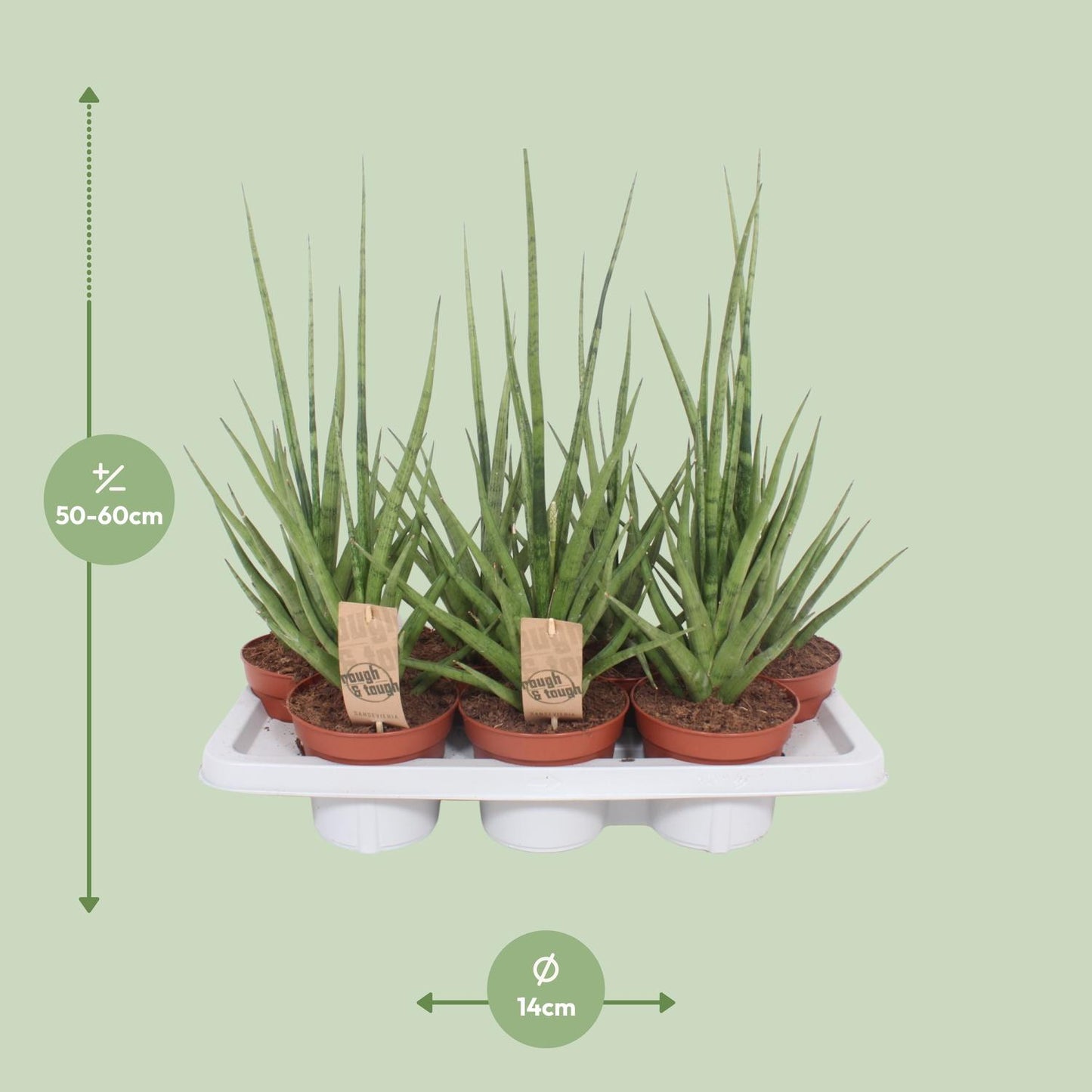 Sansevieria Gracilis Grey - Ø14cm - ↕55cm bei Pflanzfix24
