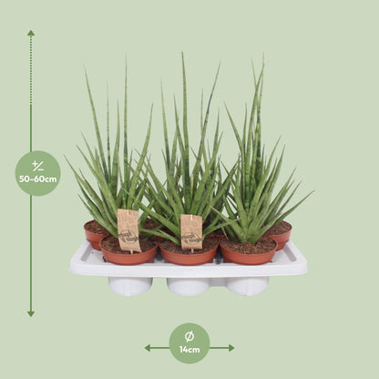 Sansevieria Gracilis Grey - Ø14cm - ↕55cm bei Pflanzfix24
