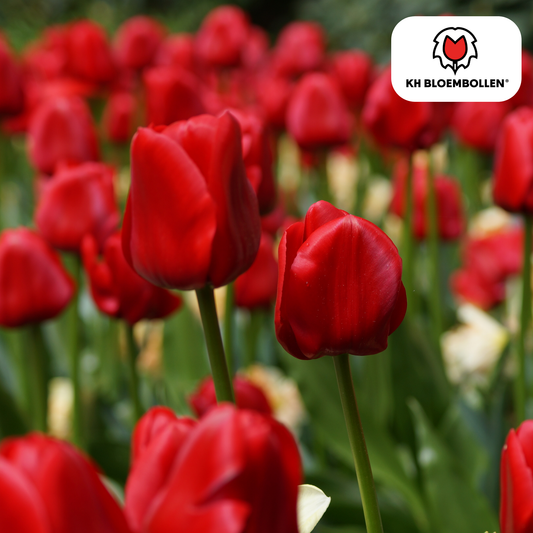 Seadov Tulpenbollen – 20 stuks | KH Bloembollen® | Dieprode Tulp – Krachtig, Klassiek & Tijdloos - Pflanzfix24