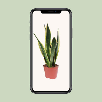 Sansevieria Black Superba - Ø14cm - ↕45cm - Pflanzfix24
