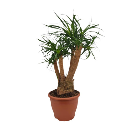 Beaucarnea Nolina - Ø26cm - ↕75cm - Pflanzfix24