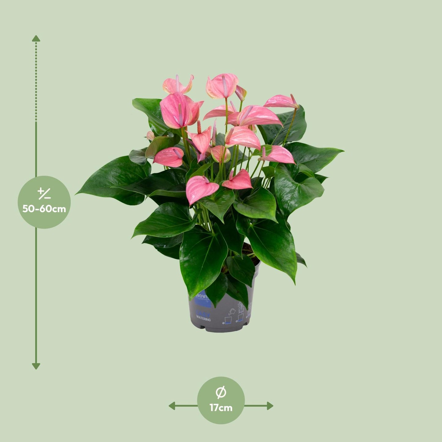 Anthurium KARMA Joli - Ø17cm - ↕55cm - Pflanzfix24