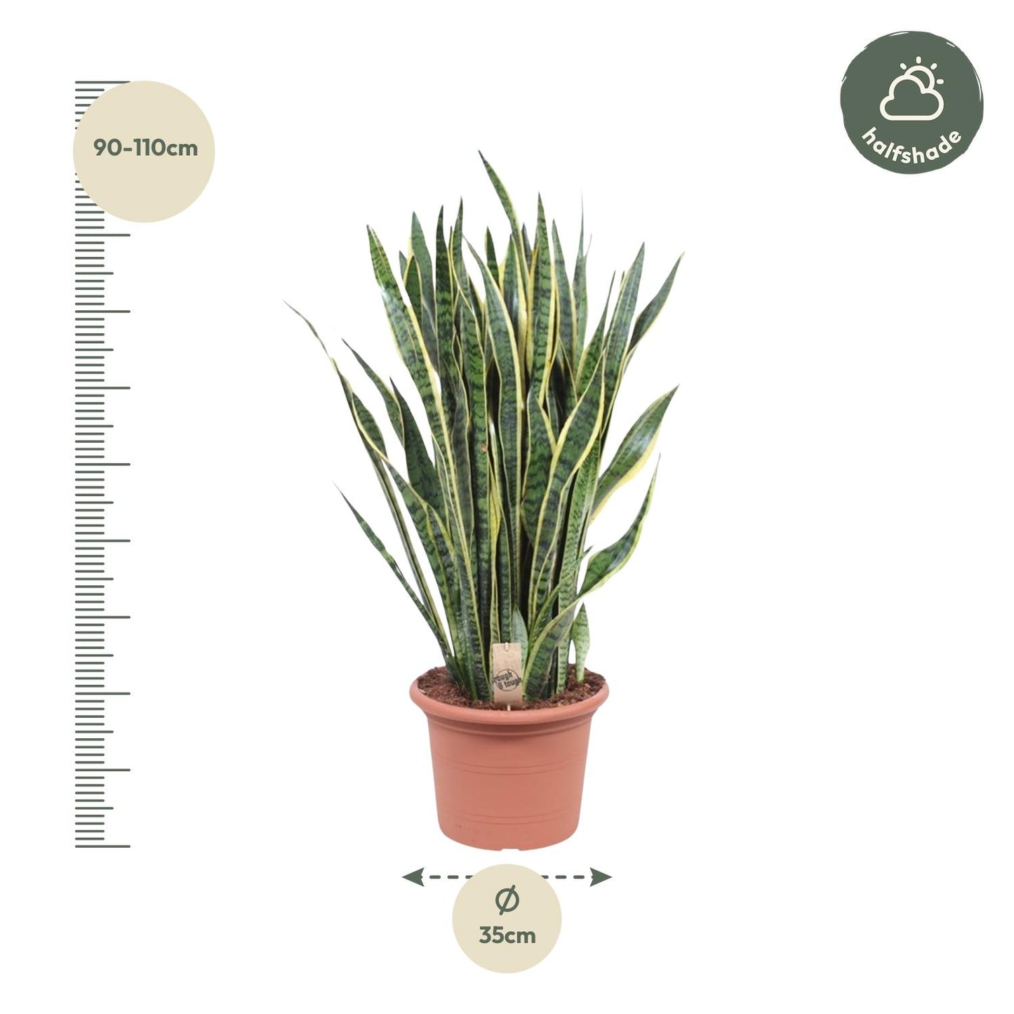 Sansevieria Laurentii Ø35cm 100cm – Schlangenpflanze | Pflanzfix24.de - Pflanzfix24.de