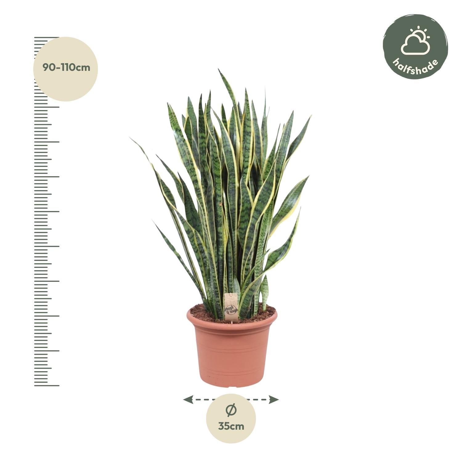 Sansevieria Laurentii Ø35cm 100cm – Schlangenpflanze | Pflanzfix24.de - Pflanzfix24.de