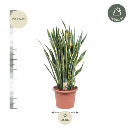Sansevieria Laurentii Ø35cm 100cm – Schlangenpflanze | Pflanzfix24.de - Pflanzfix24.de