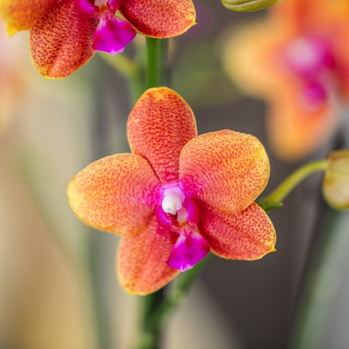 2x Duft-Orchidee Orange Ø12 cm – Phalaenopsis Set | Pflanzfix24.de - Pflanzfix24.de
