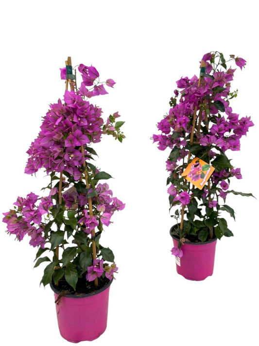 Bougainvillea Sanderiana Piramide 1 Pflanze Ø17cm | Pflanzfix24