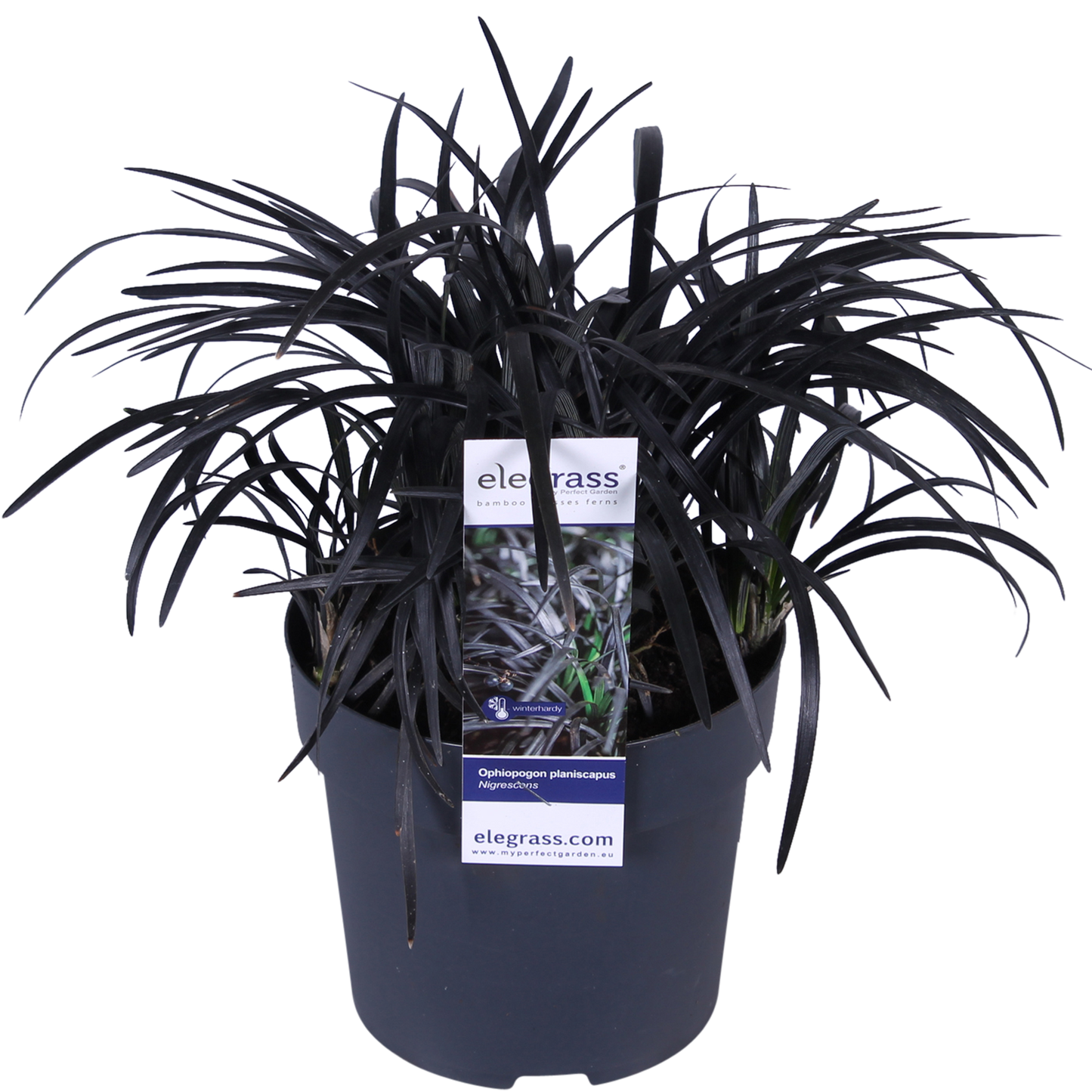 Ophiopogon planiscapus Nigrescens - Ø14cm - ↕30cm - Pflanzfix24